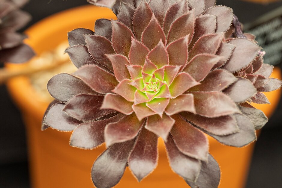 <i>Aeonium</i> 'Midnight Palm'